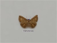 藏品(夜蛾316)的圖片